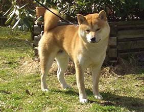 Dingo.jpg (20933 bytes)