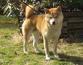 Dingo.jpg (20933 bytes)