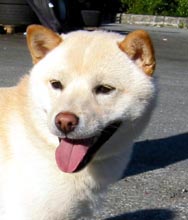 O-Yuki2.jpg (9119 bytes)