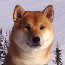 SoldEkisutorahode.jpg (8957 bytes)